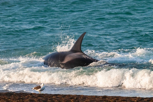 Killer whale caccia leoni mariniPenisola Valdes Patagonia Argentina