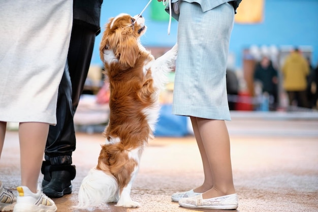 King Charles spaniel sulle zampe posteriori guarda l'amante