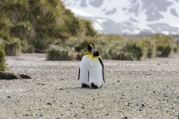 King Penguin