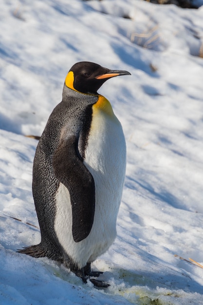 King Penguin