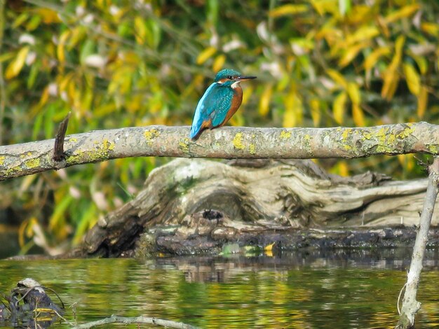Kingfisher appoggiato sul legno galleggiante del lago