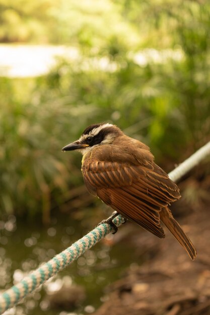 kiskadee pitangus sulphuratus