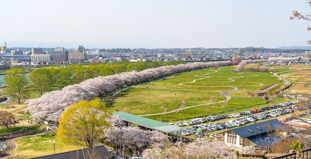 Kitakami Tenshochi Park festival dei fiori di ciliegio Matsuri in primavera