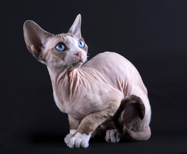 Kitten Devon rex su nero