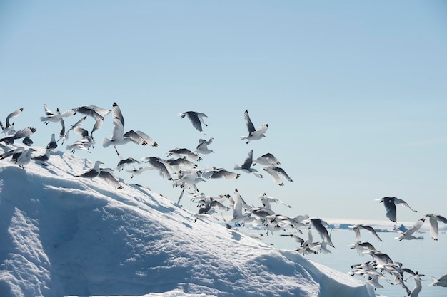 Kittiwake zampe nere su iceberg