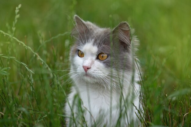 Kitty che gioca in giardino sotto il sole. Gatto sul sentiero. Gatto lanuginoso grigio nell'aiuola. Simpatico gattino in giardino