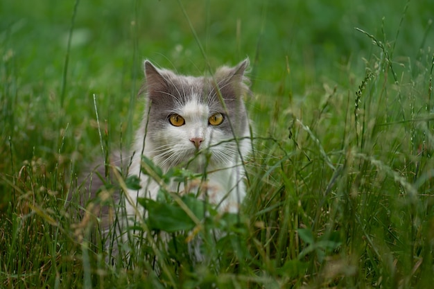 Kitty che gioca in giardino sotto il sole. Gatto sul sentiero. Gatto lanuginoso grigio nell'aiuola. Simpatico gattino in giardino