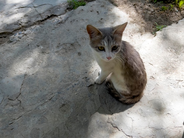 Kitty in una moschea in Tagikistan