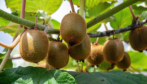 Kiwi che maturano sull'albero