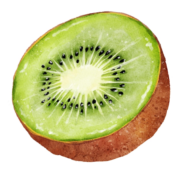 Kiwi succoso maturo dell'acquerello disegnato a mano