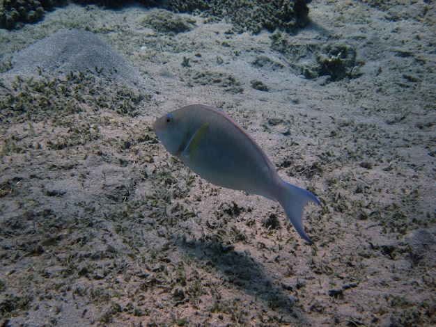 Kleiner blauer fisch am meeresgrund beim tauchen