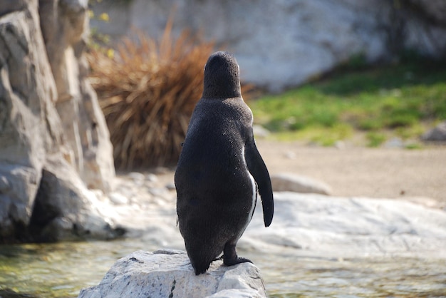 Kleiner pinguin aus dem zoo von hinten