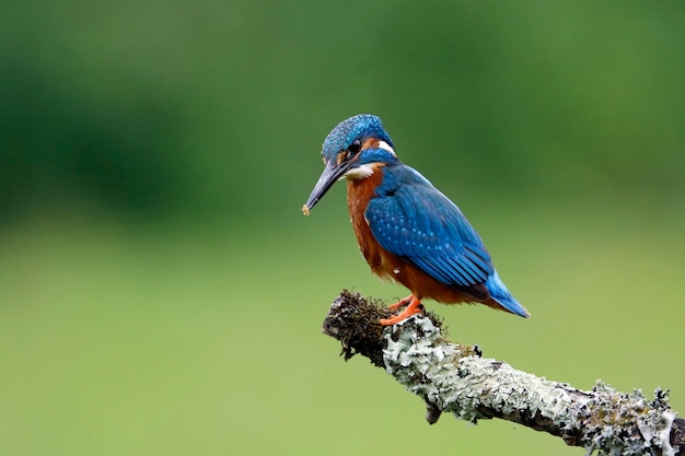 Knigfisher maschio che pesca da un ramo coperto di muschio