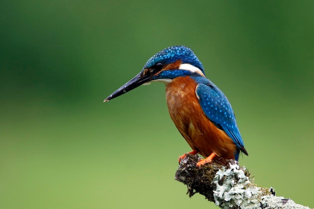 Knigfisher maschio che pesca da un ramo coperto di muschio