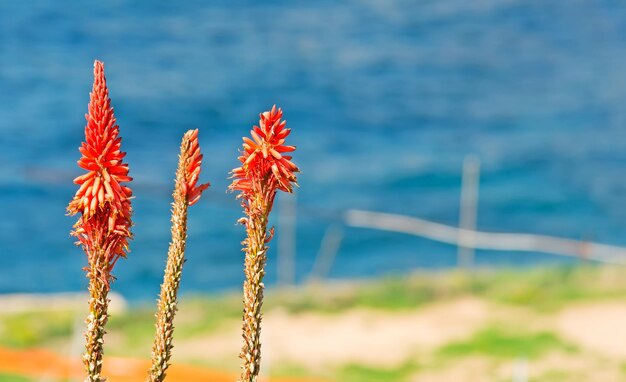 Kniphofia dal litorale sardo