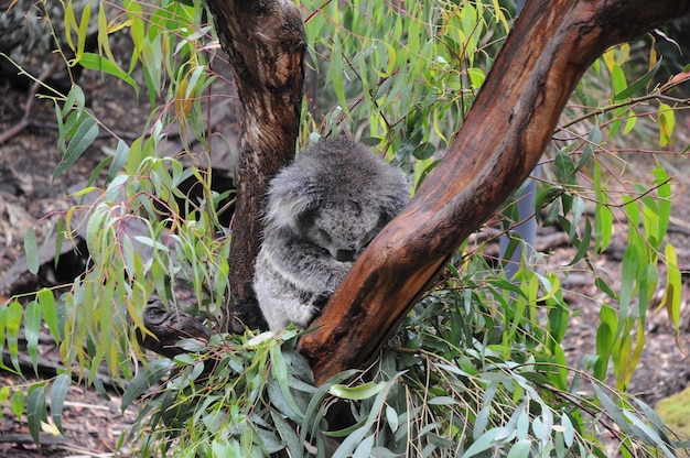 Koala addormentato su un albero