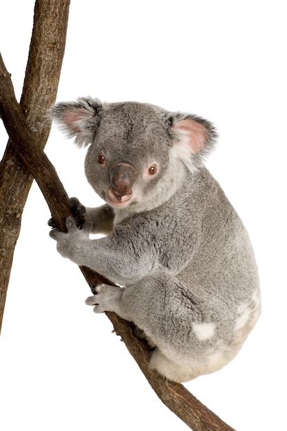 Koala di fronte a uno sfondo bianco