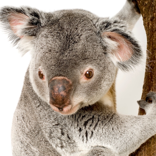 Koala di fronte a uno sfondo bianco