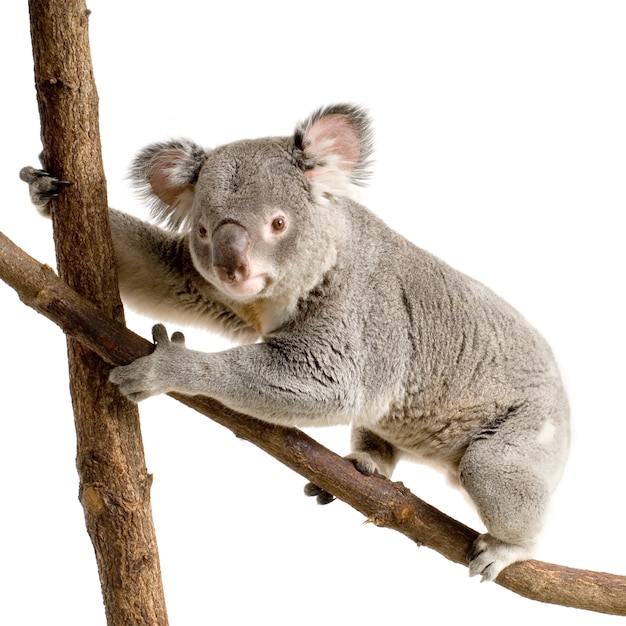 Koala di fronte a uno sfondo bianco