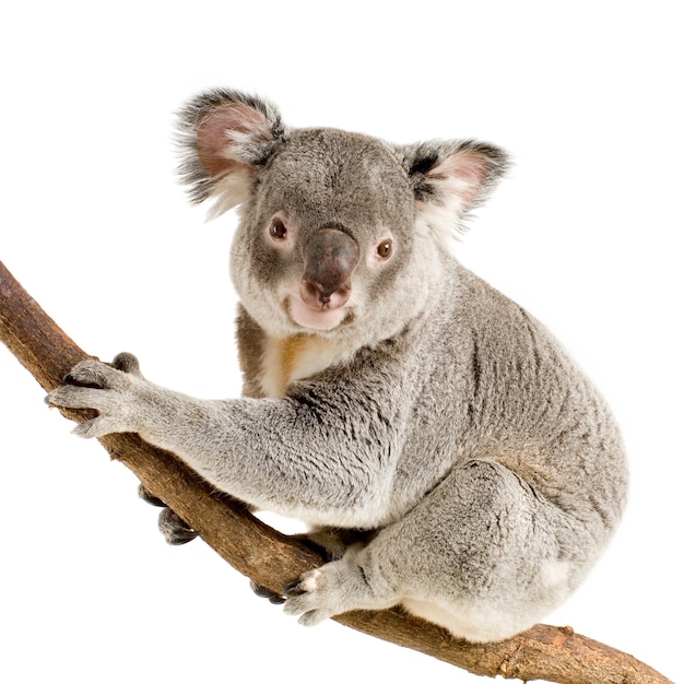 Koala di fronte a uno sfondo bianco