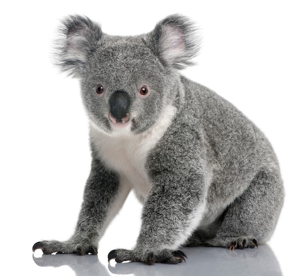 Koala giovane - Phascolarctos cinereus