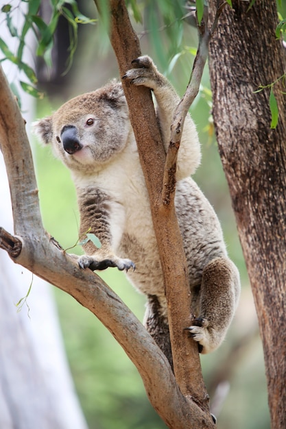 Koala in un albero