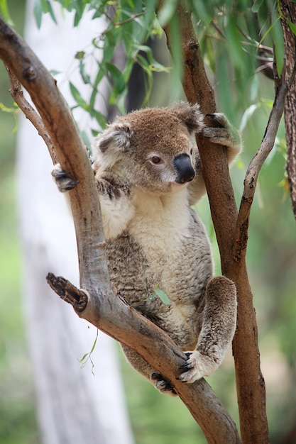 Koala in un albero