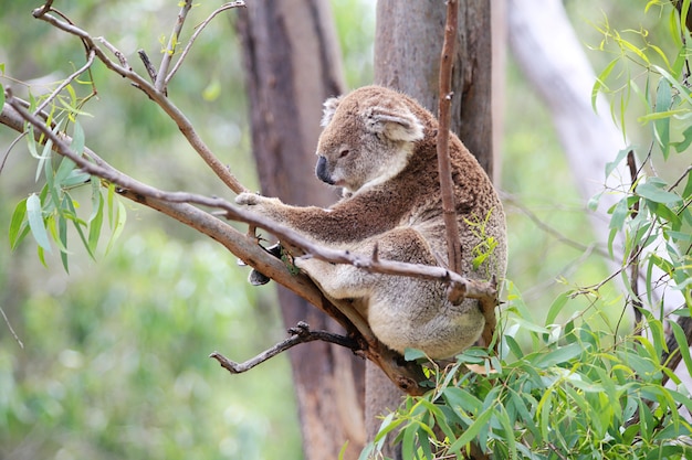 Koala in un albero