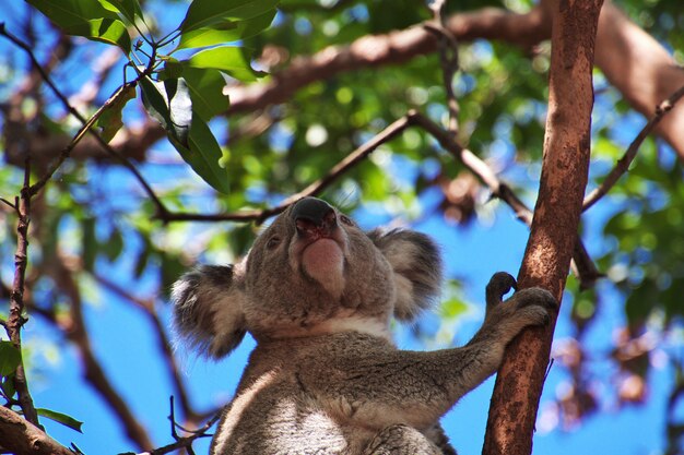 Koala nello zoo di Taronga a Sydney