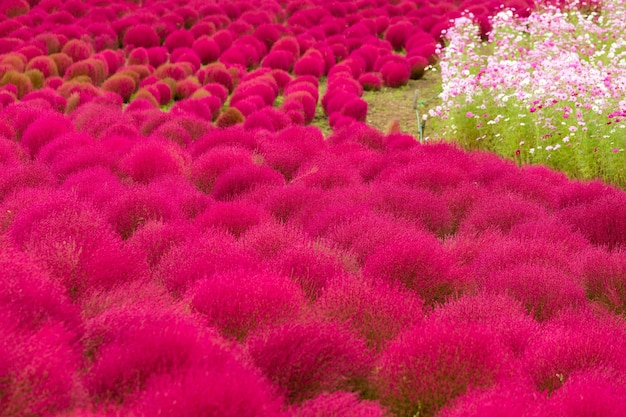 Kochia fiorisce in autunno