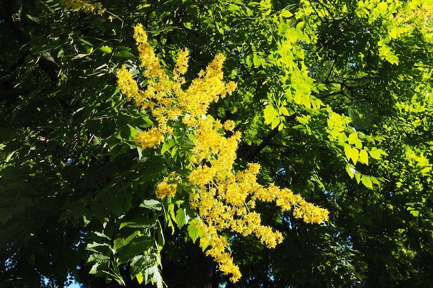 Koelreuteria paniculata è una specie di pianta da fiore della famiglia Sapindaceae Un albero che fiorisce con fiori gialli Albero Goldenrain orgoglio dell'India Albero della Cina e albero della vernice