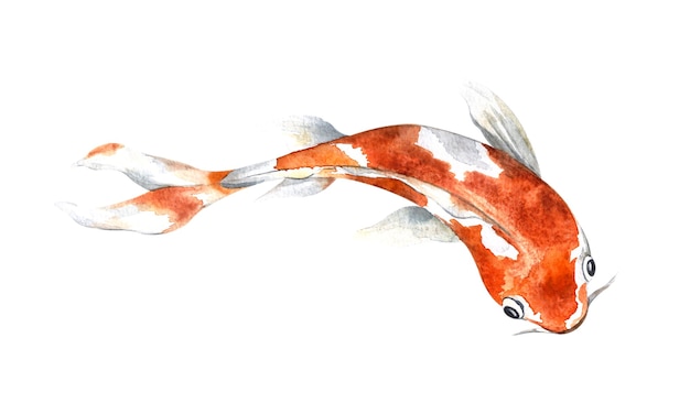 Koi arancione dell'acquerello, bellissimo pesce isolato, illustrazione dell'acquerello, disegno a mano