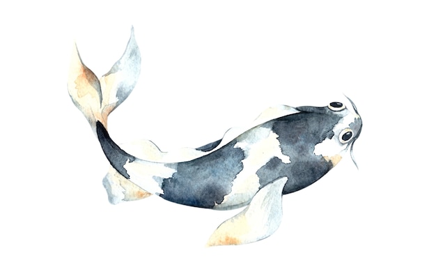 Koi blu dell'acquerello, bellissimo pesce isolato, illustrazione dell'acquerello, disegno a mano