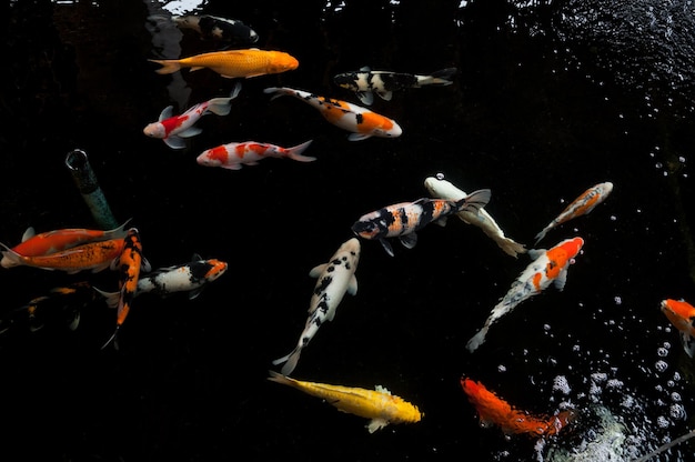 Koi che nuota in un giardino d'acqua Pesci koi coloratiDettaglio di pesci carpa giapponesi colorati che nuotano nello stagno