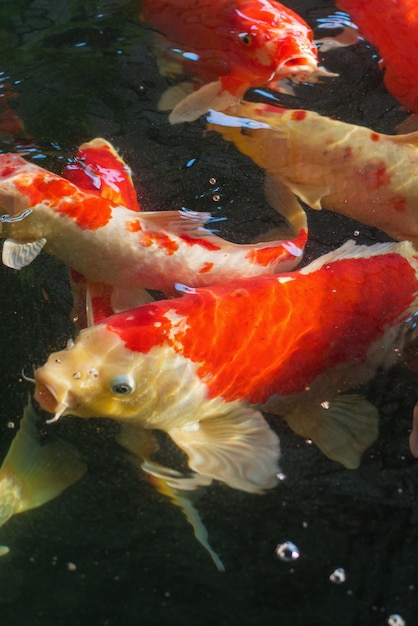 Koi, Fancy Carp sta nuotando sulla superficie dell&#39;acqua