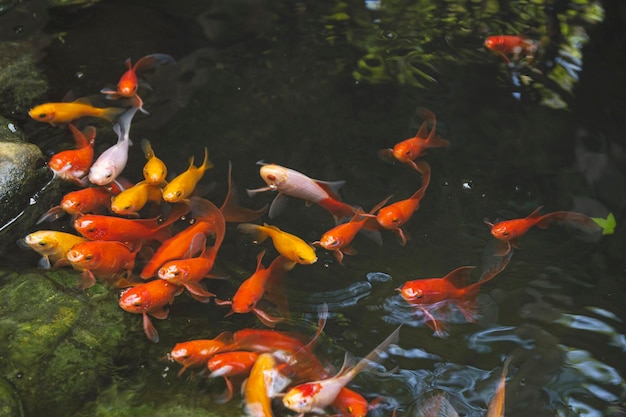 Koi giapponese nello stagno che implora cibo sullo sfondo della natura con pesci rossi