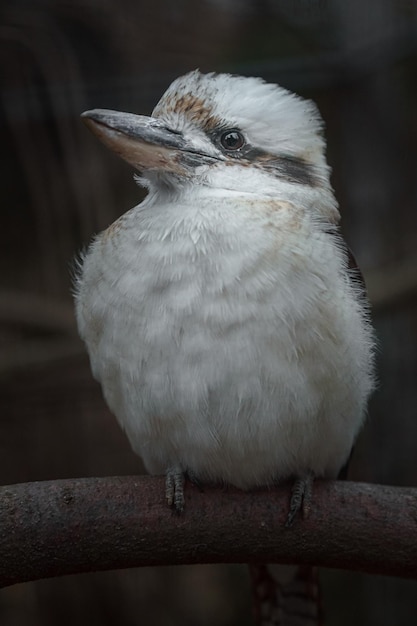 Kookaburra che ride