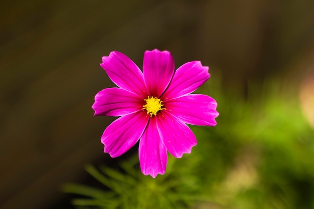 Kosmeya. Chiuda in su del fiore viola rosa sul naturale scuro