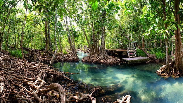 Krabi Tailandia della foresta della mangrovia