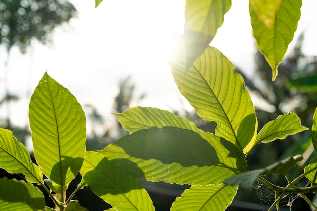 Kratom (Mitragyna speciosa) verde È un tipo di droga