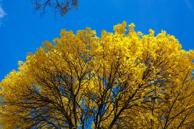 Krone of Autumn tree con foglie gialle contro il cielo blu