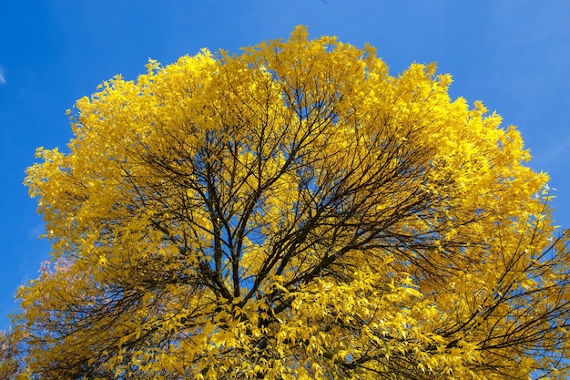 Krone of Autumn tree con foglie gialle contro il cielo blu