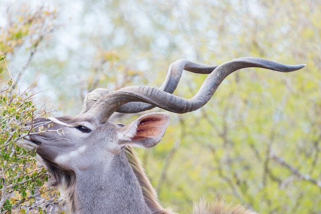 Kudu maschio nella boscaglia