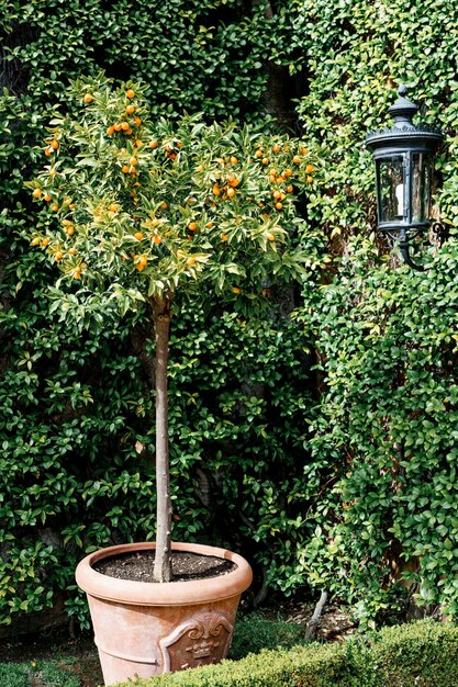 Kumquat o albero di fortunella con frutti arancioni maturi sui rami del giardino