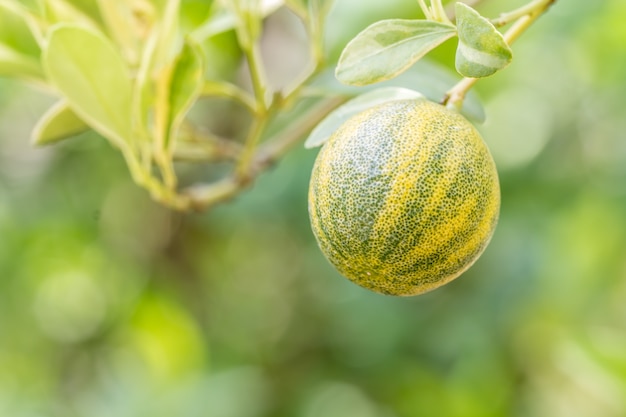 Kumquat o Citrus japonica Thunb