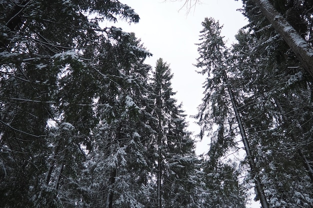 L'abete picea è un albero conifero sempreverde della famiglia dei pini pinaceae alberi sempreverdi comuni