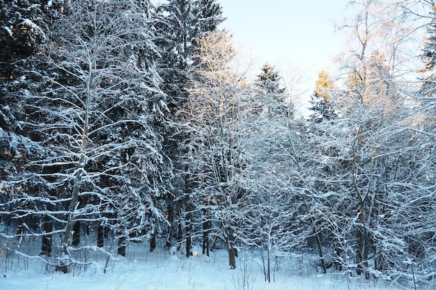 L'abete Picea è un albero conifero sempreverde della famiglia dei pini Pinaceae Alberi sempreverdi L'abete comune o l'abete norvegese Picea abies è diffuso nell'Europa settentrionale Foresta di conifere invernali innevate