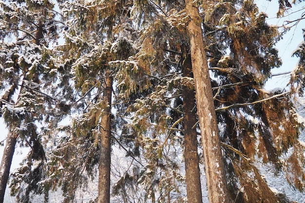 L'abete Picea è un albero conifero sempreverde della famiglia dei pini Pinaceae Alberi sempreverdi L'abete comune o l'abete norvegese Picea abies è diffuso nell'Europa settentrionale Foresta di conifere invernali innevate