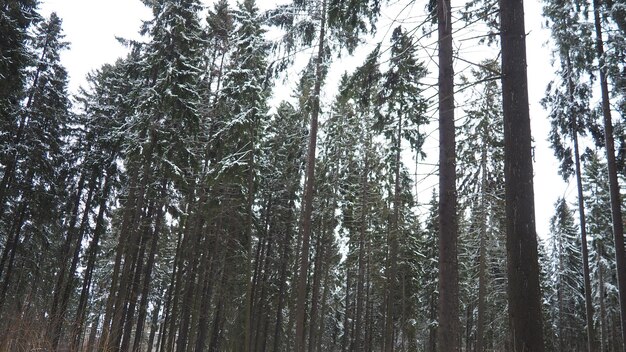 L'abete Picea è un albero conifero sempreverde della famiglia dei pini Pinaceae Alberi sempreverdi L'abete comune o l'abete norvegese Picea abies è molto diffuso nell'Europa settentrionale La foresta di conifere invernali innevate