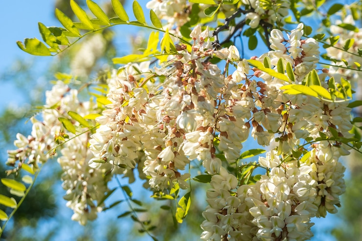 Foto l'acacia bianca fiorisce al sole primaverile nel cielo blu.